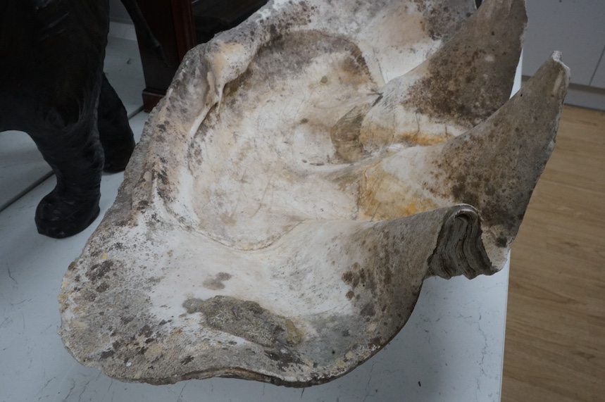 A giant clam shell (approx. 2ft 6ins across) Condition - fair with general wear